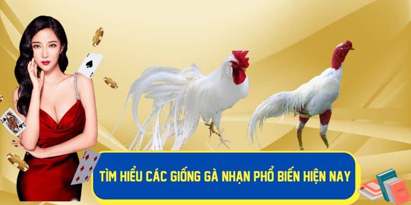 Các giống gà nhạn phổ biến hiện nay