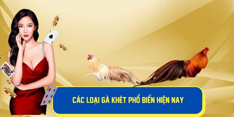 Các loại gà khét phổ biến hiện nay