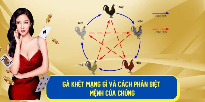 Cách phân biệt mệnh của gà khét