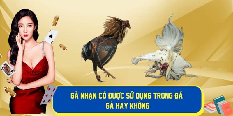 Gà nhạn có được ứng dụng trong đá gà