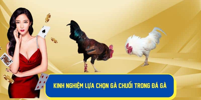 Kinh nghiệm lựa chọn gà chuối trong đá gà