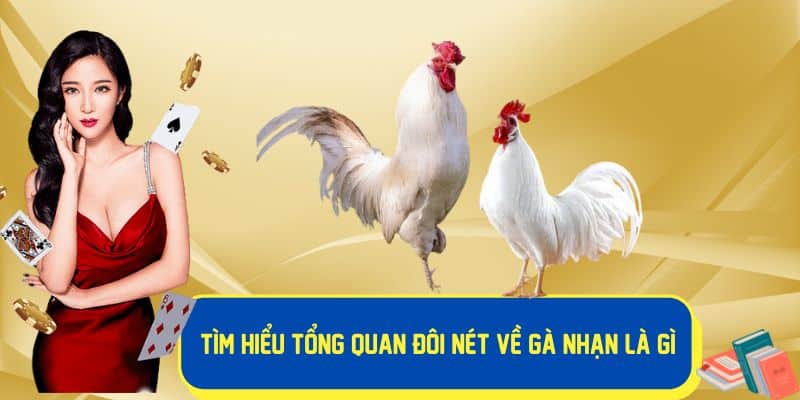 Tìm hiểu chi tiết về gà nhạn là gì