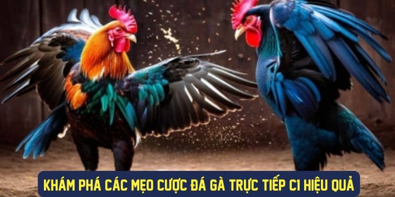 Các loại hình cược đá gà trực tiếp C1