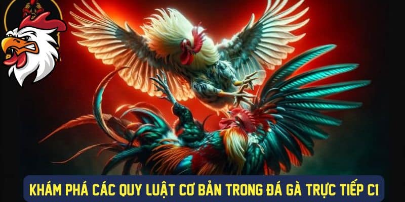 Các quy luật cơ bản đá gà trực tiếp C1