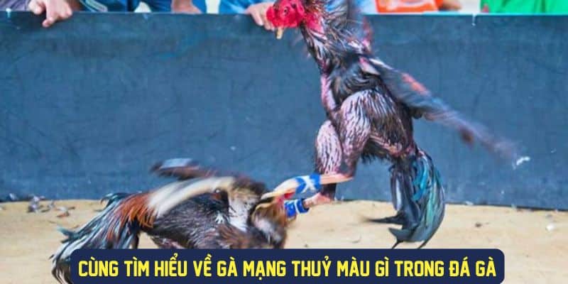 Chi tiết về gà mạng thuỷ màu gì