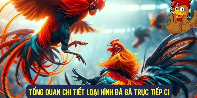 Chi tiết về loại hình đá gà trực tiếp C1