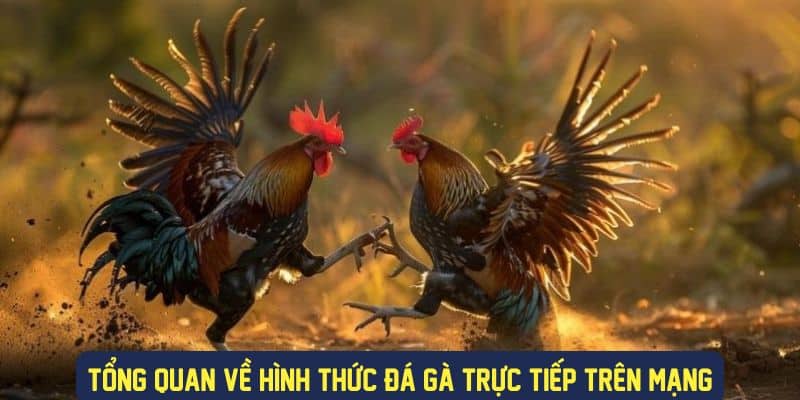 Chi tiết về loại hình đá gà trực tiếp