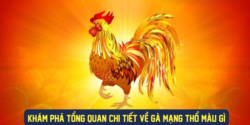 Chi tiết ý nghĩa về gà mạng thổ màu gì