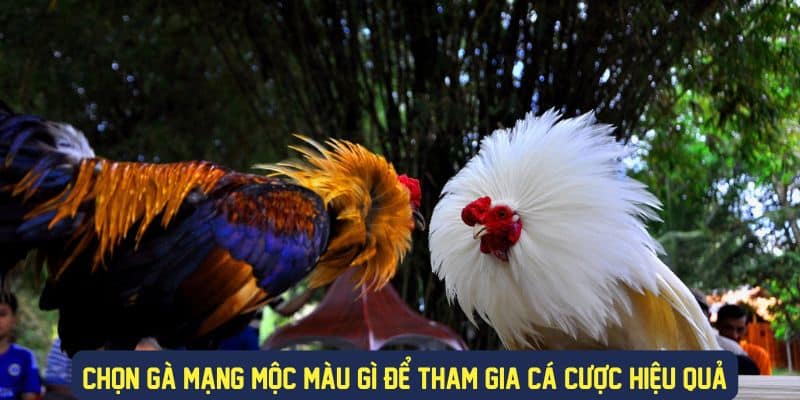 Chọn gà mạng mộc màu gì để tham gia cược