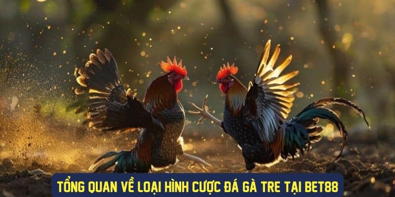 Đặc điểm chung của đá gà tre Bet88