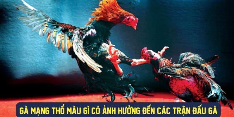 Gà mạng thổ ảnh hưởng gì đến kết quả trận đấu