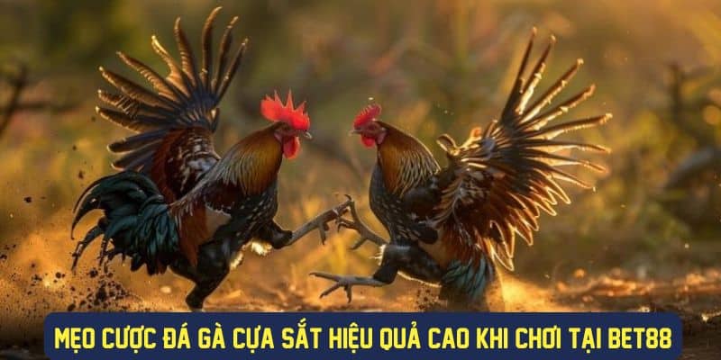 Kinh nghiệm cược đá gà cựa sắt hiệu quả