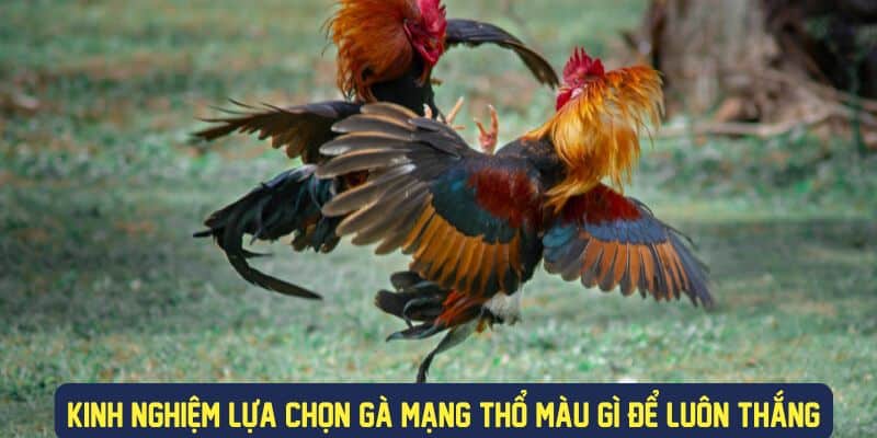 Kinh nghiệm cược gà mạng thổ luôn thắng