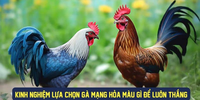 Kinh nghiệm lựa chọn màu sắc gà mạng hỏa 