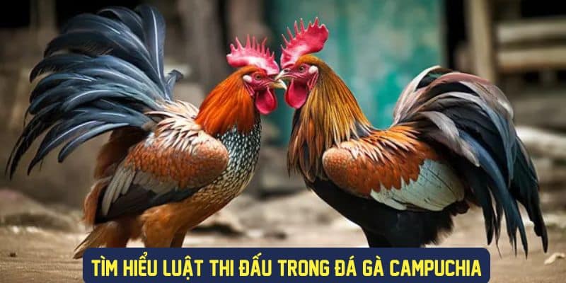 Luật thi đấu đá gà campuchia cơ bản