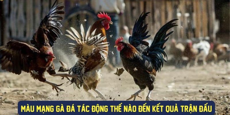 Màu mạng gà ảnh hưởng đến trận đấu