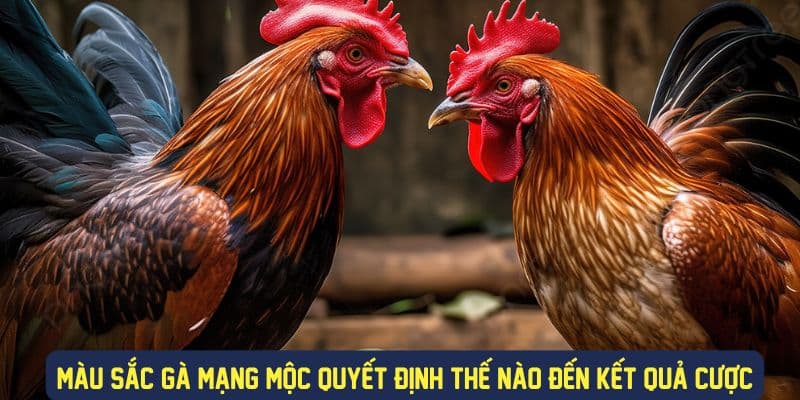 Màu sắc gà mạng kim ảnh hưởng đến kết quả cược