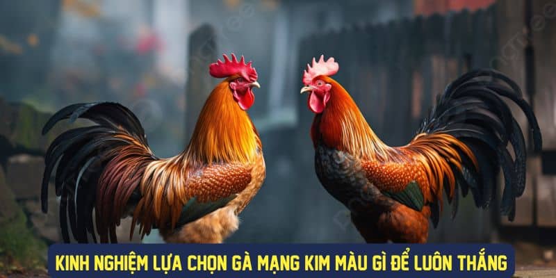 Mẹo chọn gà mạng kim màu gì để cược hiệu quả