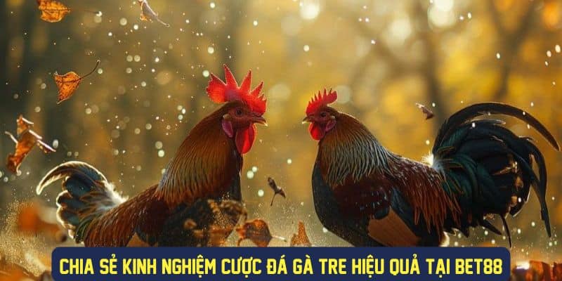 Mẹo cược đá gà tre hiệu quả cao