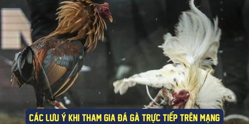 Nắm rõ các lưu ý khi tham gia đá gà trực tiếp