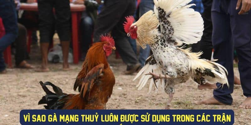 Những lý do gà mạng thuỷ được đánh giá cao