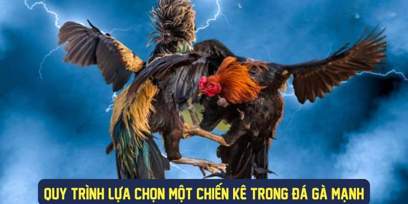 Quy trình chọn chiến kê thi đấu gà mạnh