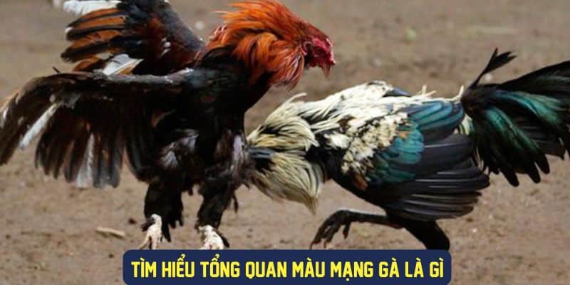 Tìm hiểu chi tiết màu mạng gà là gì