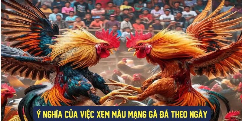 Tìm hiểu ý nghĩa về xem màu mạng gà đá theo ngày