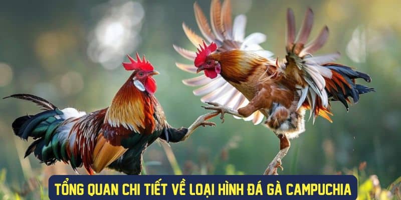 Tổng quan ý nghĩa đá gà campuchia