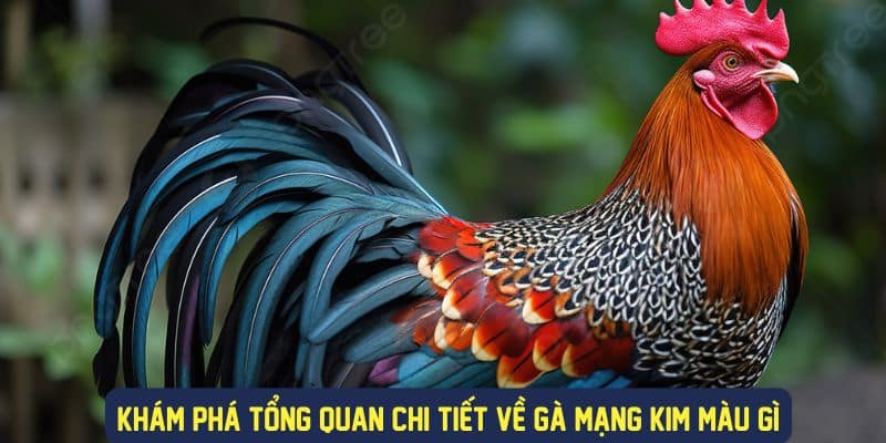 Tổng quan ý nghĩa gà mạng kim màu sắc gì