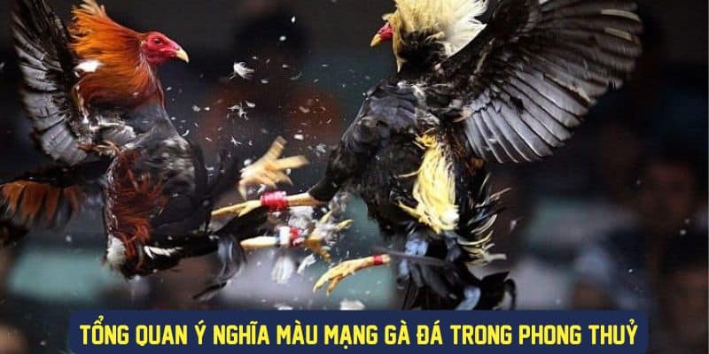 Ý nghĩa màu mạng gà đá trong phong thuỷ