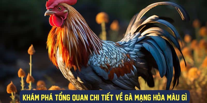 Ý nghĩa màu sắc của gà mạng hỏa