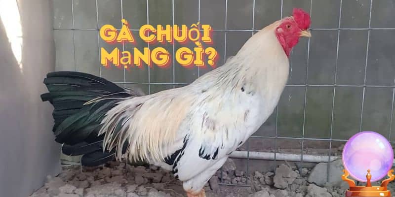 Gà Chuối Mạng Gì? Kinh Nghiệm Chọn Gà Chuối Trong Chọi Gà Hiệu Quả