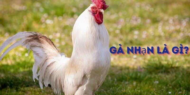 Những Thông Tin Thú Về Loại Gà Nhạn Là Gì? Và Những Dòng Phổ Biến