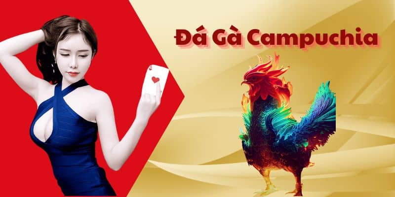 Đá Gà Campuchia - Loại Cược Đá Gà Hot Nhất Năm 2024