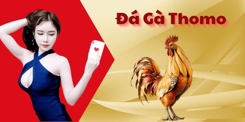 Đá Gà Thomo - Loại Hình Đá Gà Trực Tuyến Hot Nhất 2024