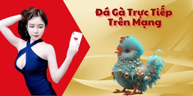 Đá Gà Trực Tiếp Trên Mạng - Địa Chỉ Cược Đá GÀ Hot Nhất 2024