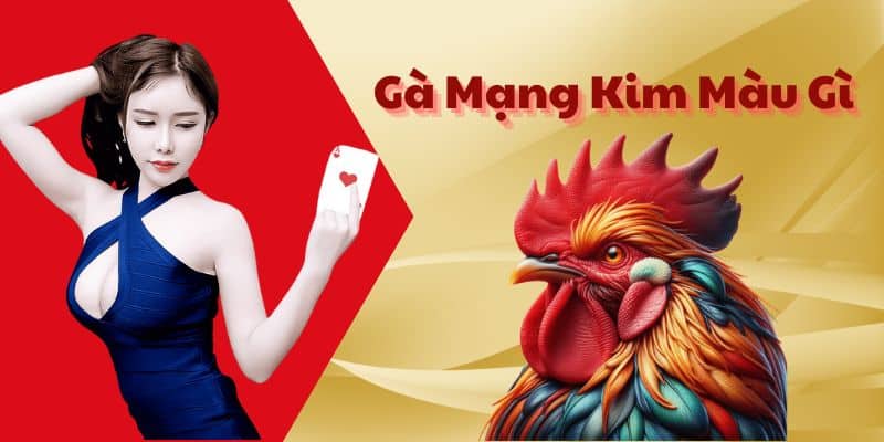 Gà Mạng Kim Màu Gì - Tổng Quan Ý Nghĩa Màu Sắc Gà Mạng Kim