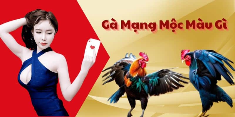 Gà Mạng Mộc Màu Gì - Những Ý Xoay Quanh Về Mạng Gà Đá