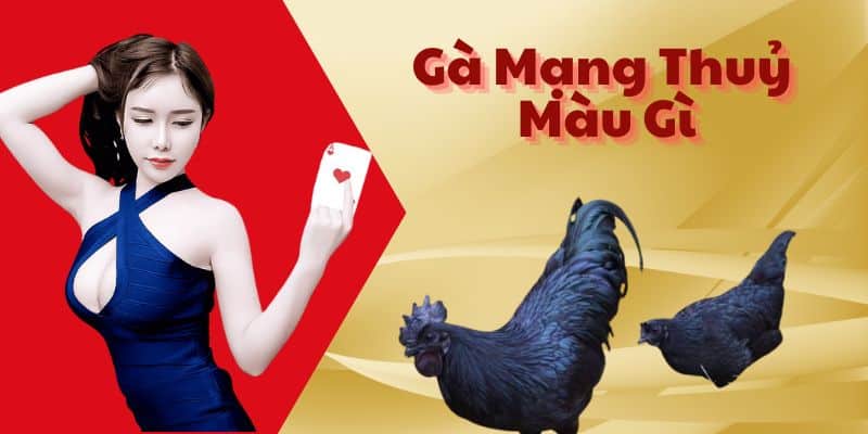 Cùng Tìm Hiểu Gà Mạng Thủy Màu Gì - Xem Màu Mạng Gà